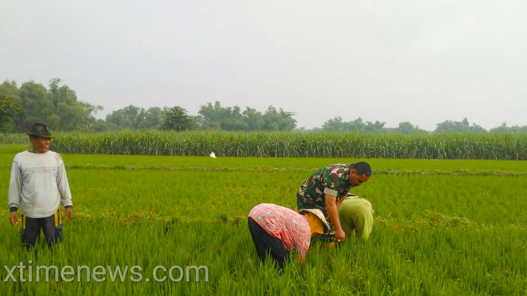 Babinsa Koramil 0815/07 Jetis Dampingi Petani Rawat Tanaman Padi Di Dua