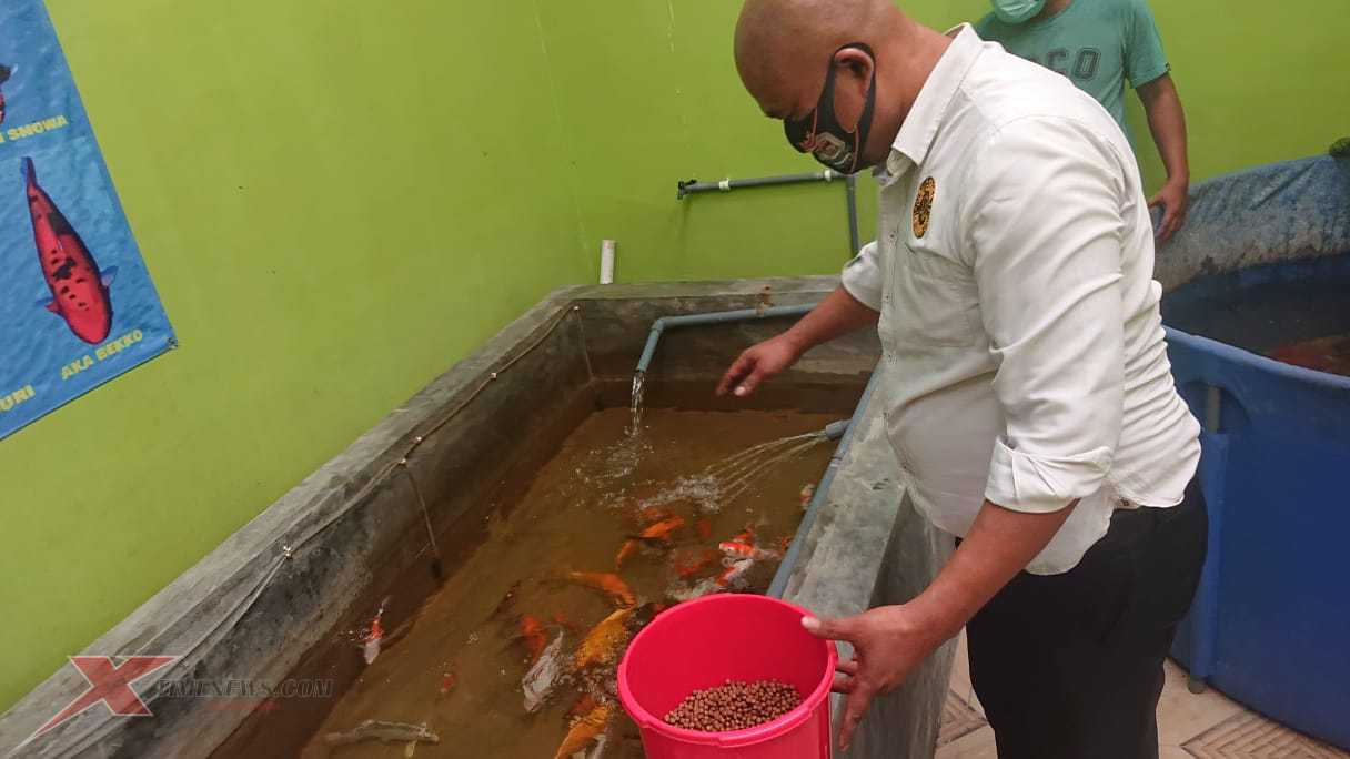 Berawal Dari Hobi Ditengah Pandemi, Budidaya Rumahan Ikan Koi Membawa